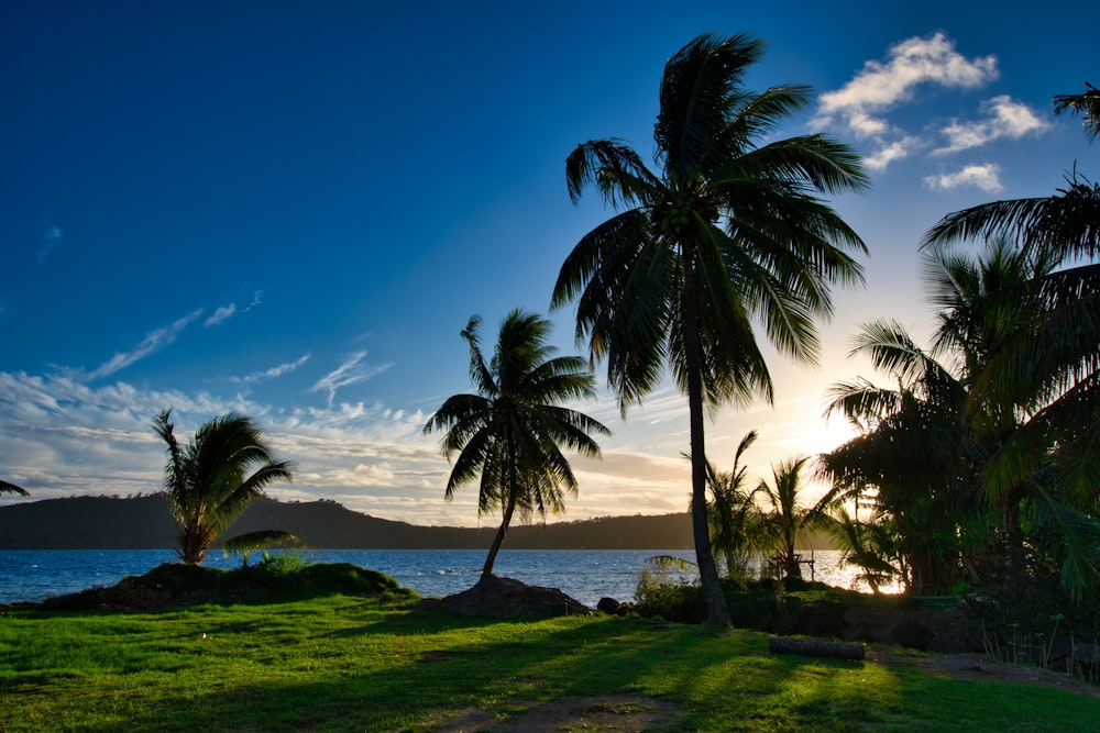 green palm tree on green grass field near body of water during daytime