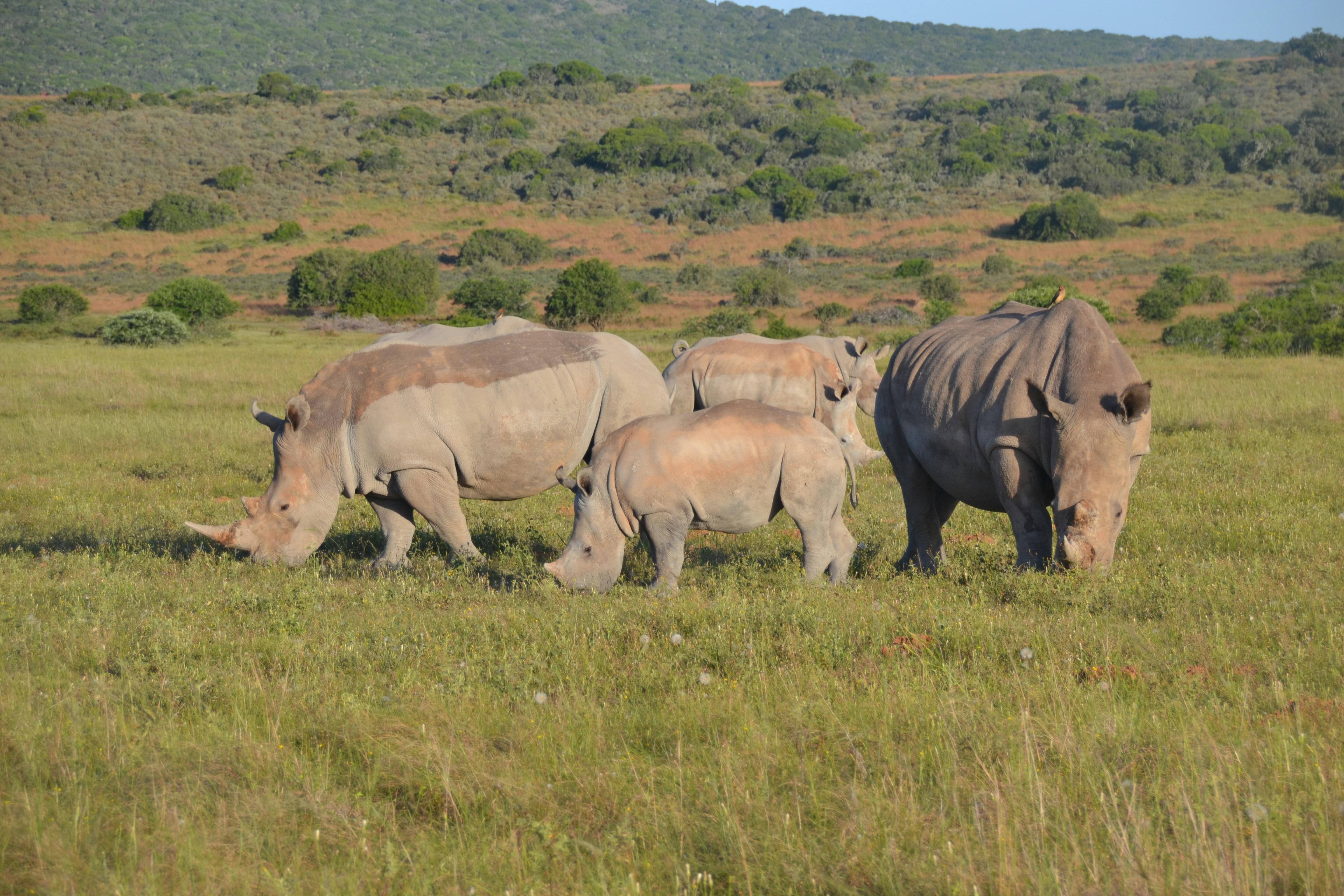 Family on Safari