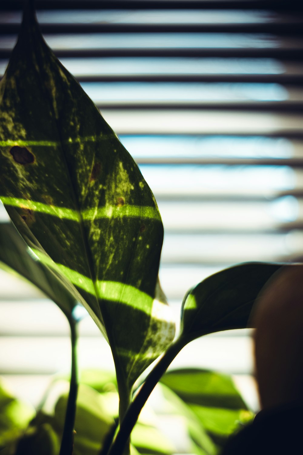 green leaf near white window blinds