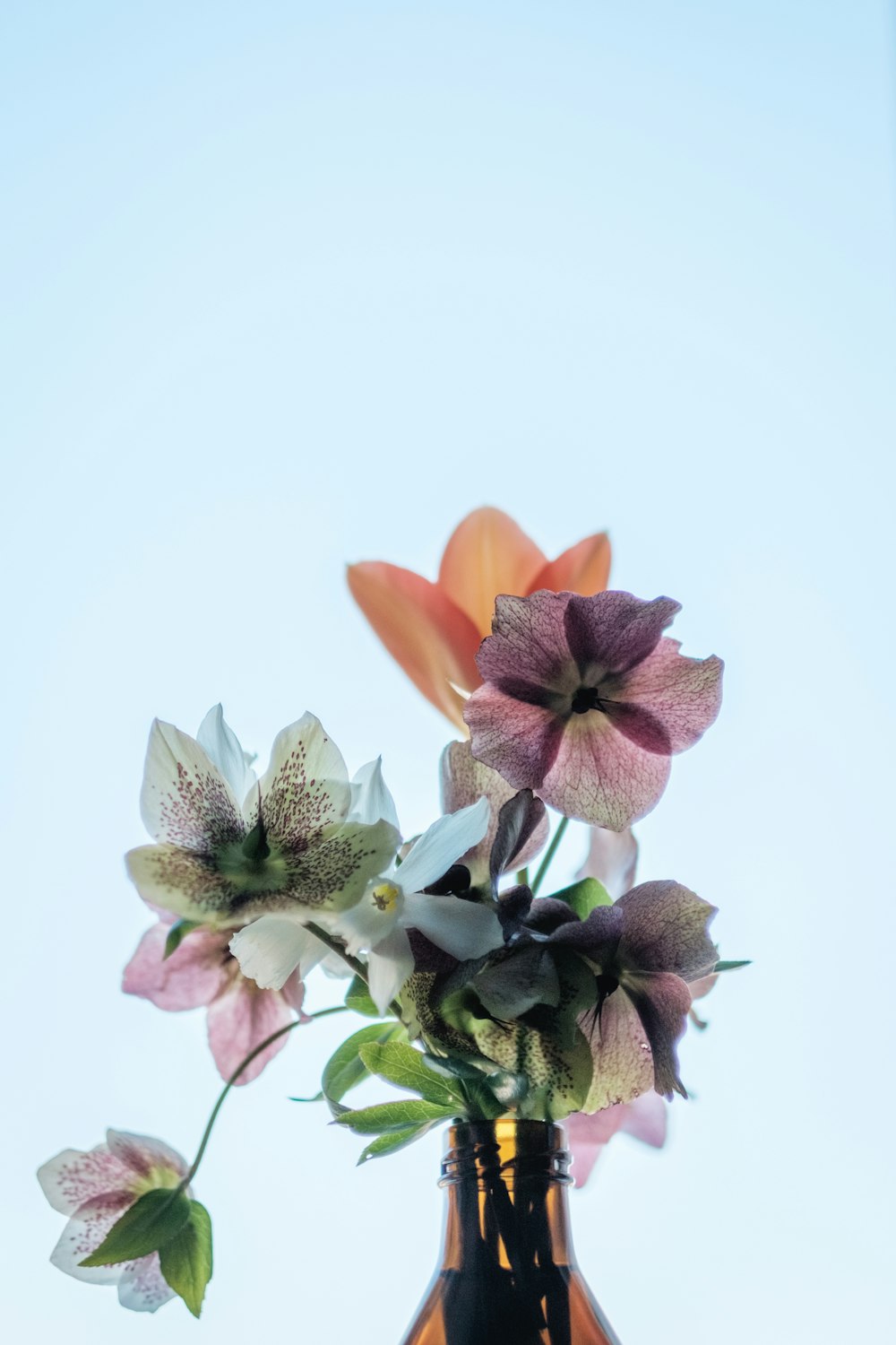 pink and white flowers with green leaves