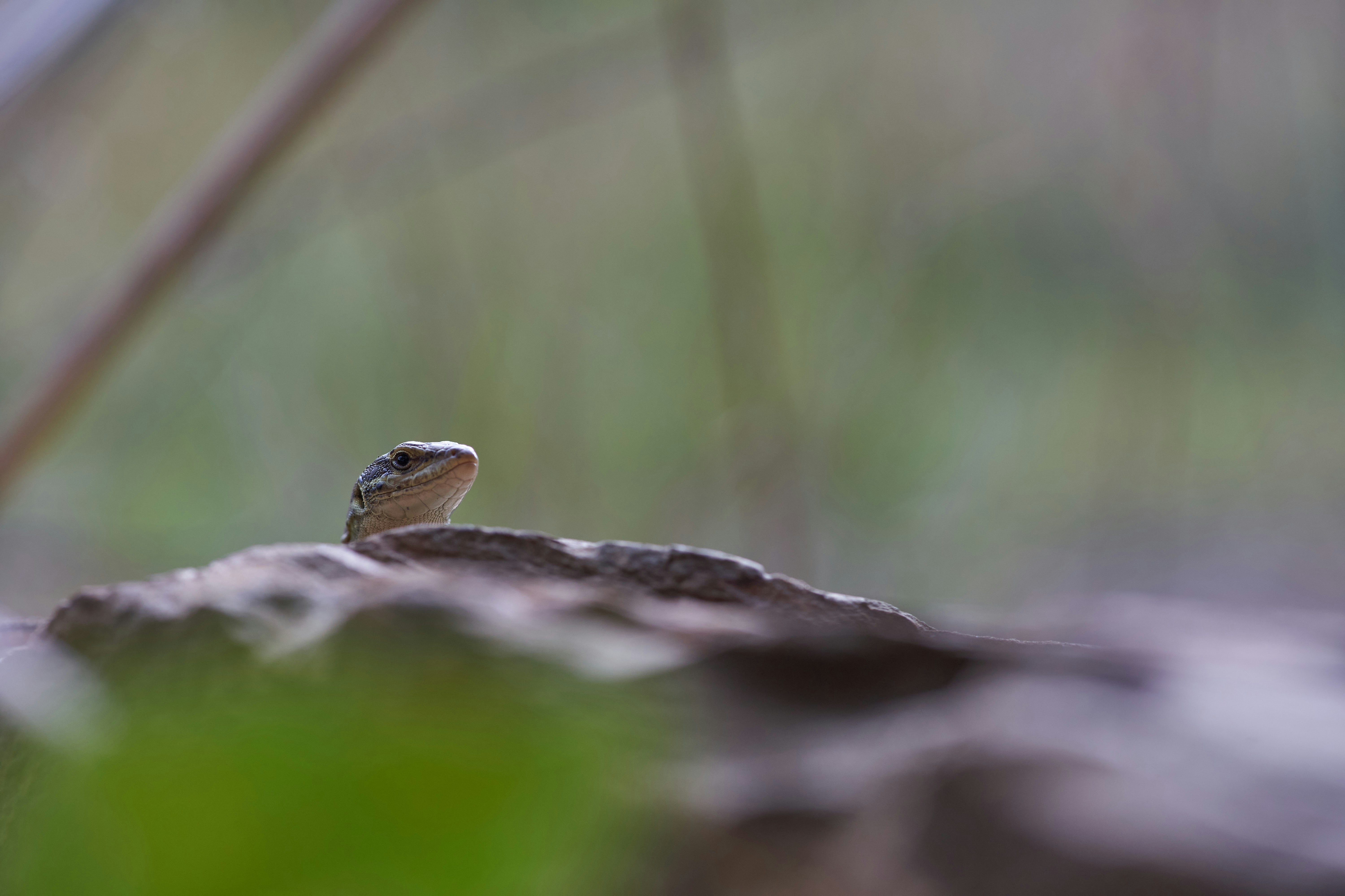 Photo by wolfgang_hasselmann