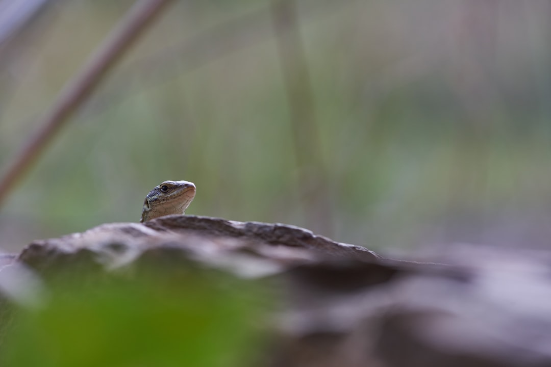 green and brown frog on brown tree branch