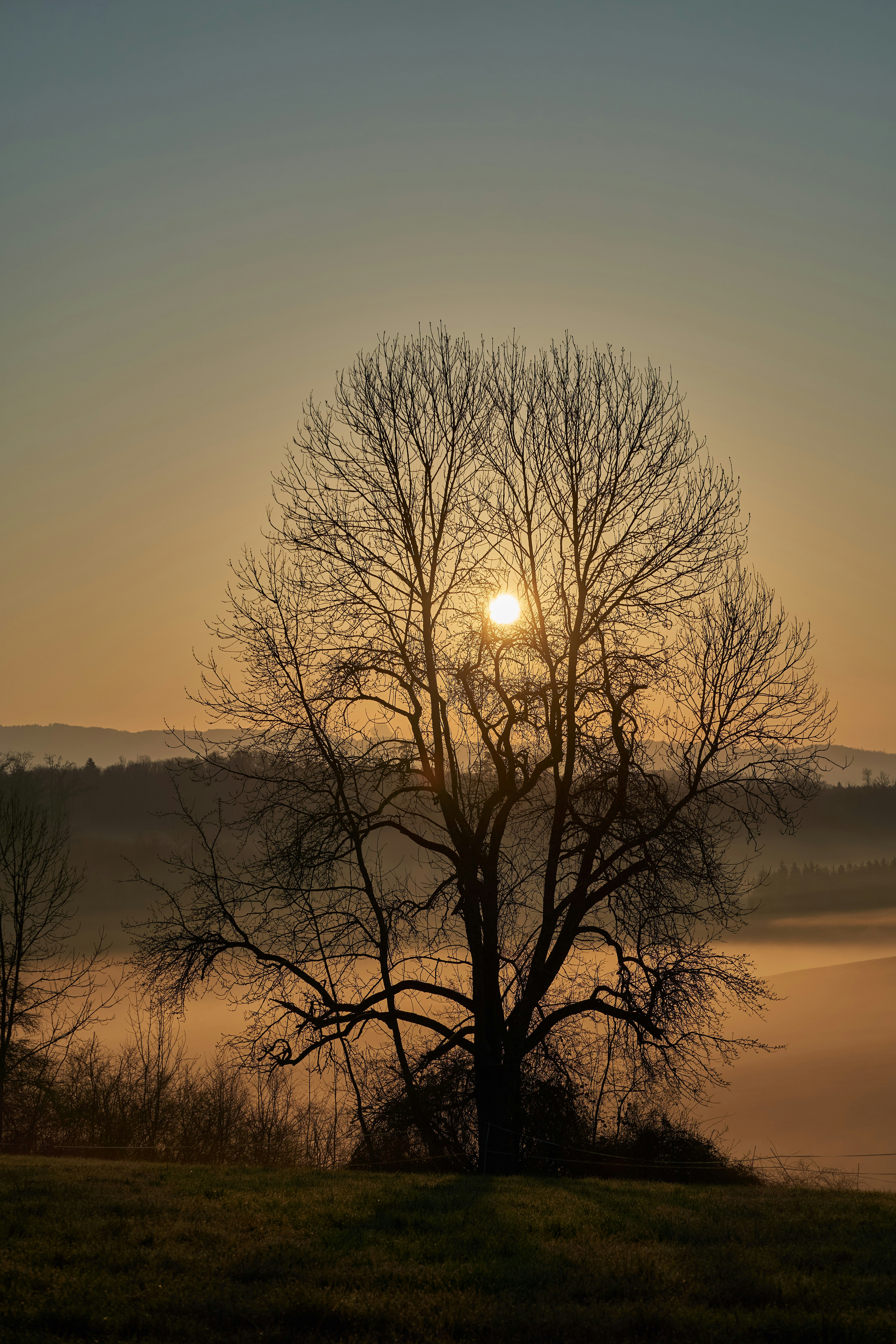 Photo by wolfgang_hasselmann