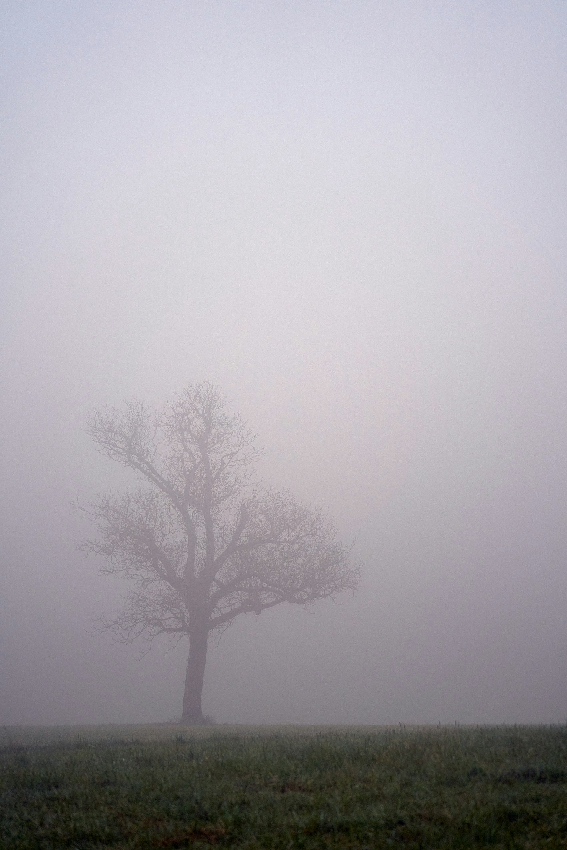leafless tree on foggy weather