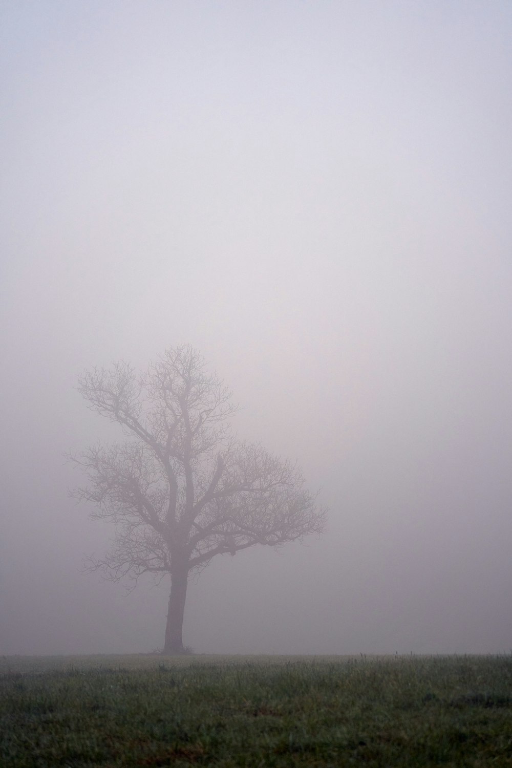 leafless tree on foggy weather