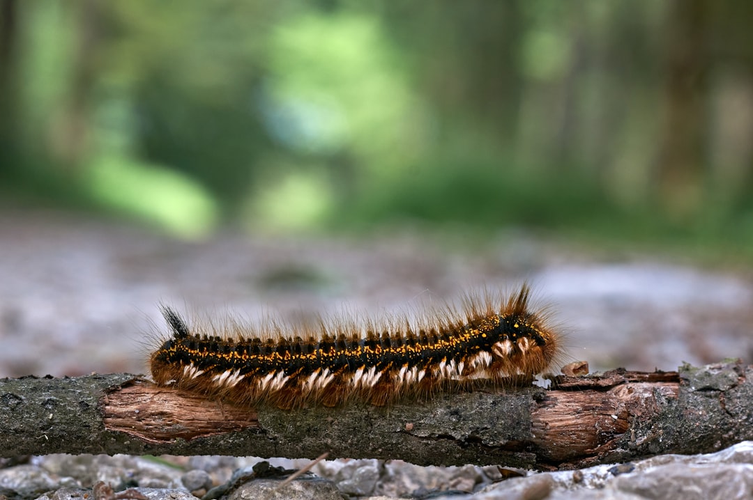 brown and black caterpillar on brown wood
