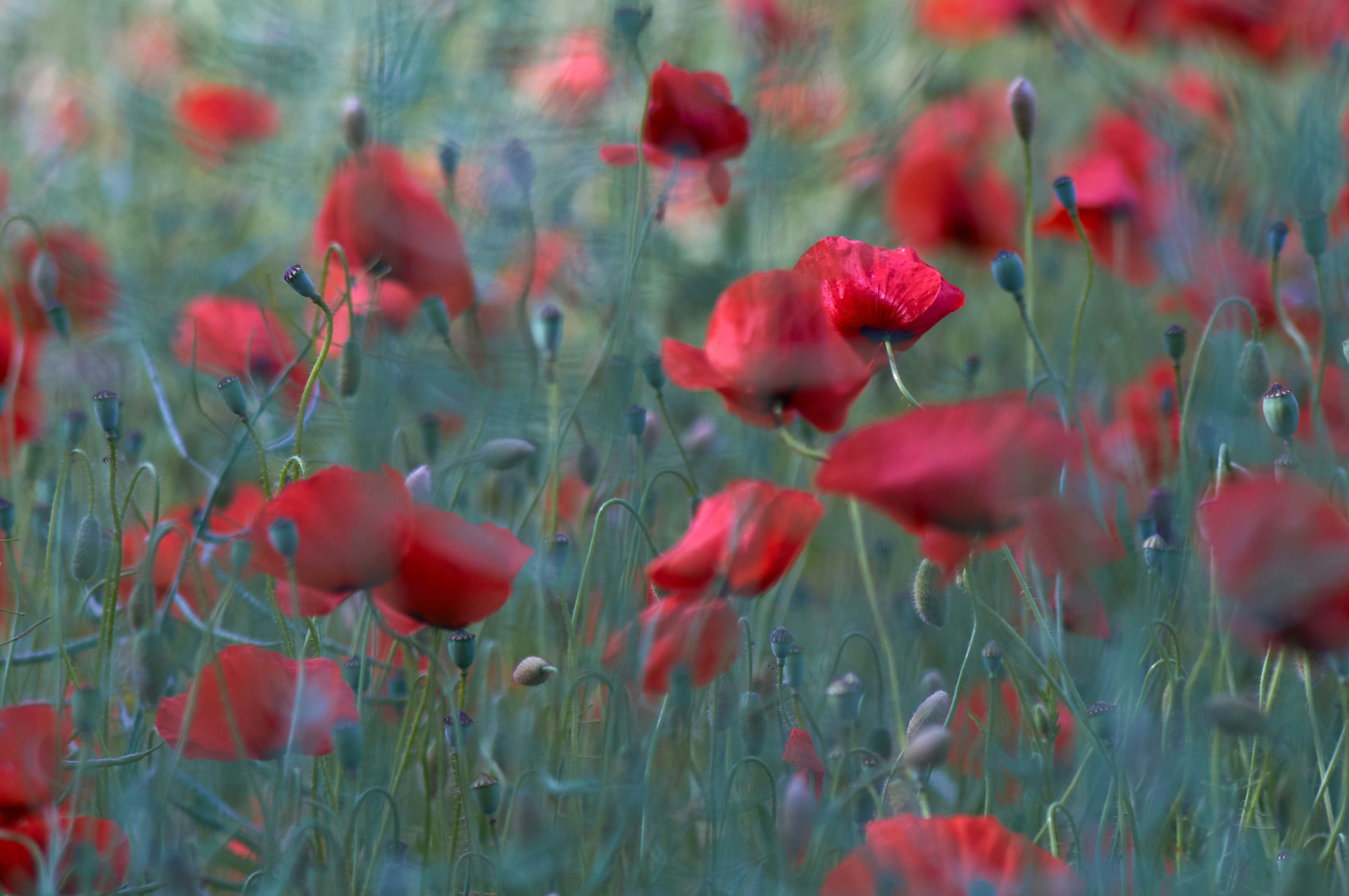 Photo by wolfgang_hasselmann