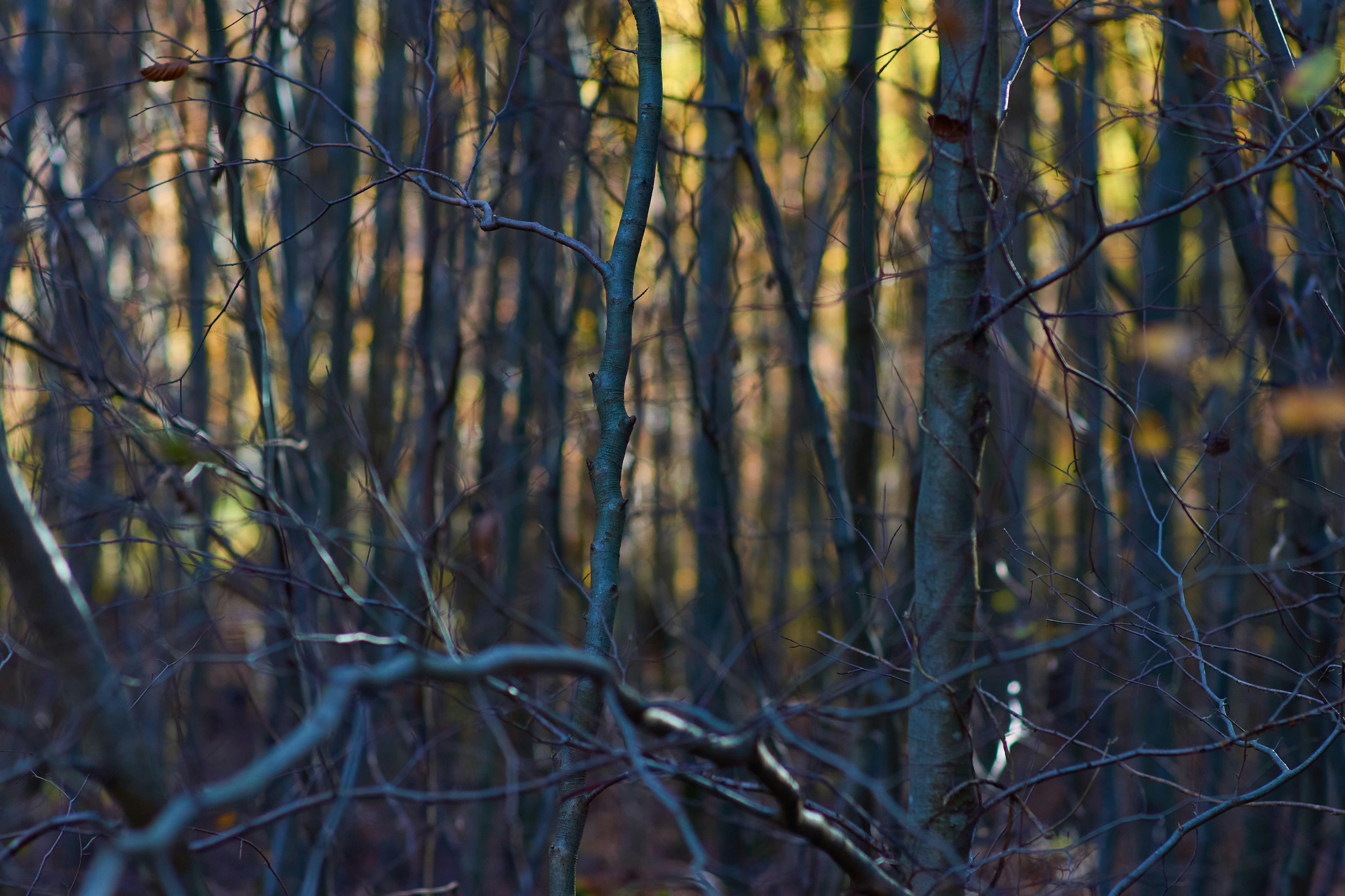 Photo by wolfgang_hasselmann