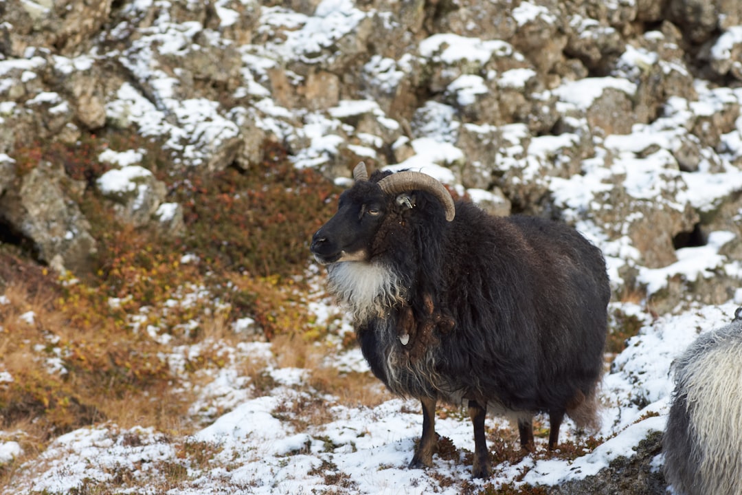 black and white ram on snow covered ground during daytime