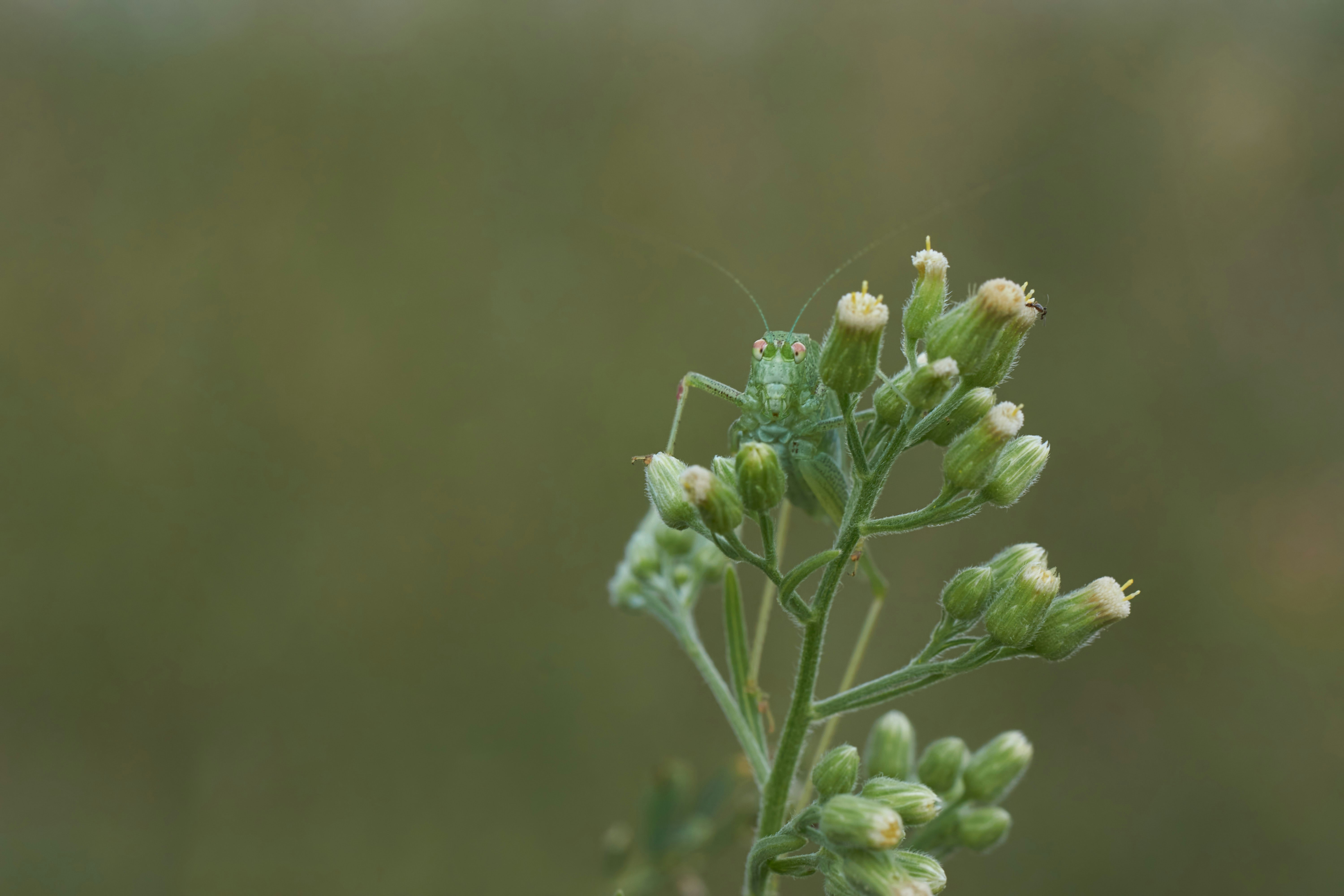 Photo by wolfgang_hasselmann