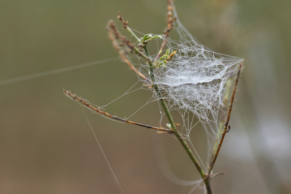 spider web on brown plant stem