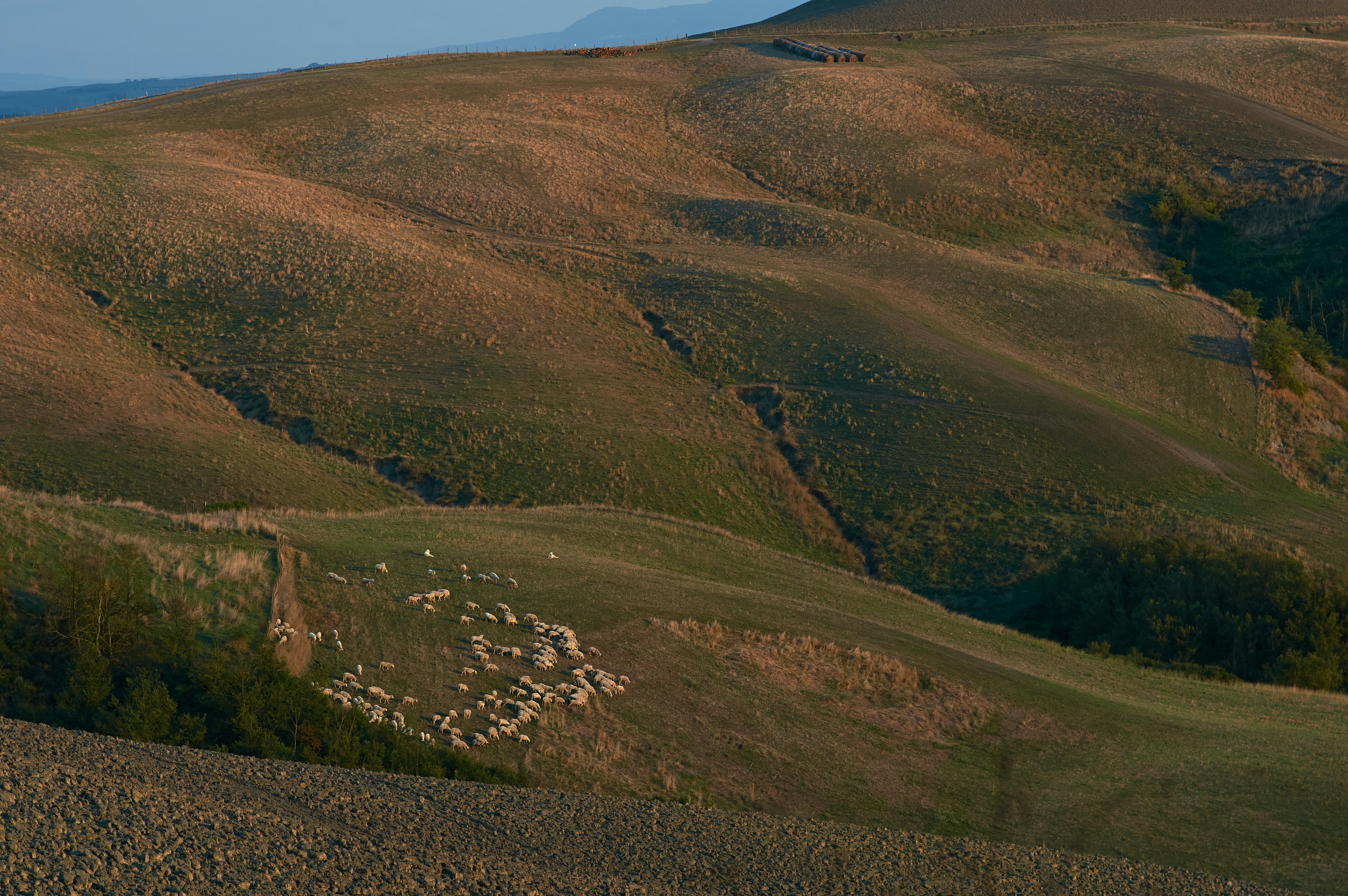 Photo by wolfgang_hasselmann