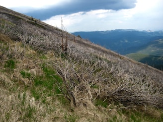 A grassy hillside with dry, brown vegetation winding up towards distant blue mountains under a cloudy sky. The slope features a mix of green grass and leafless twigs, adding texture to the scene.