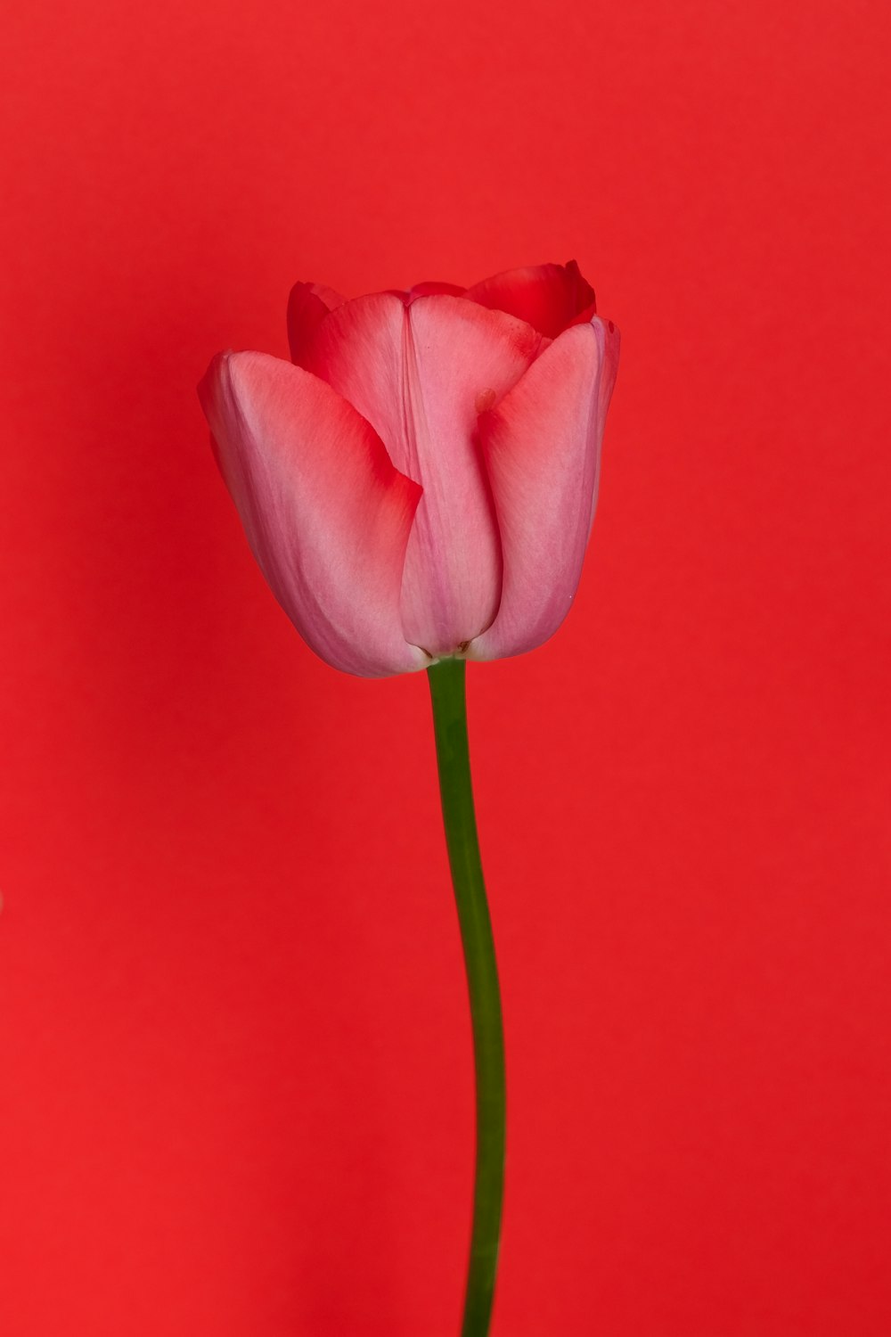 pink tulip in close up photography