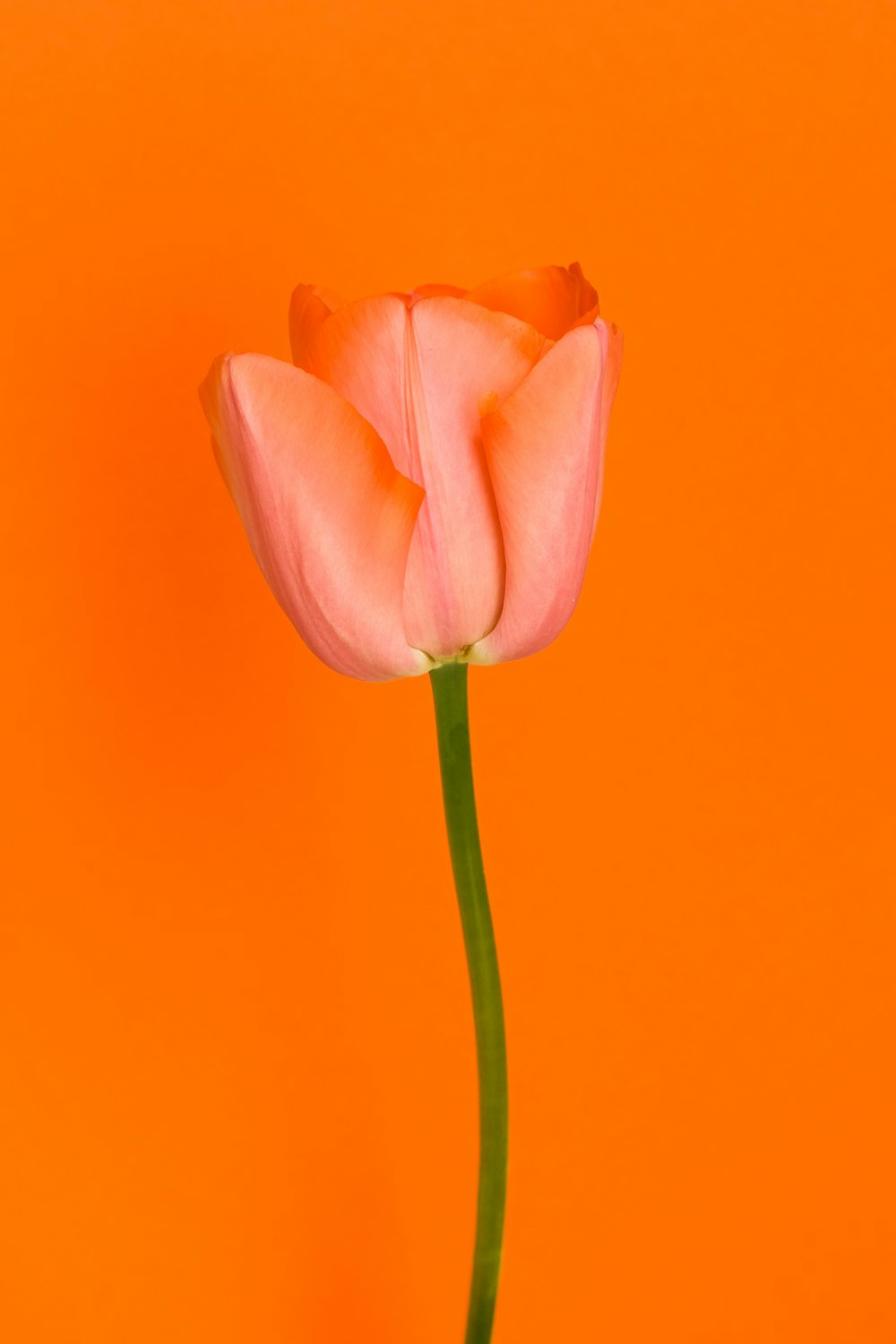 pink tulip in close up photography