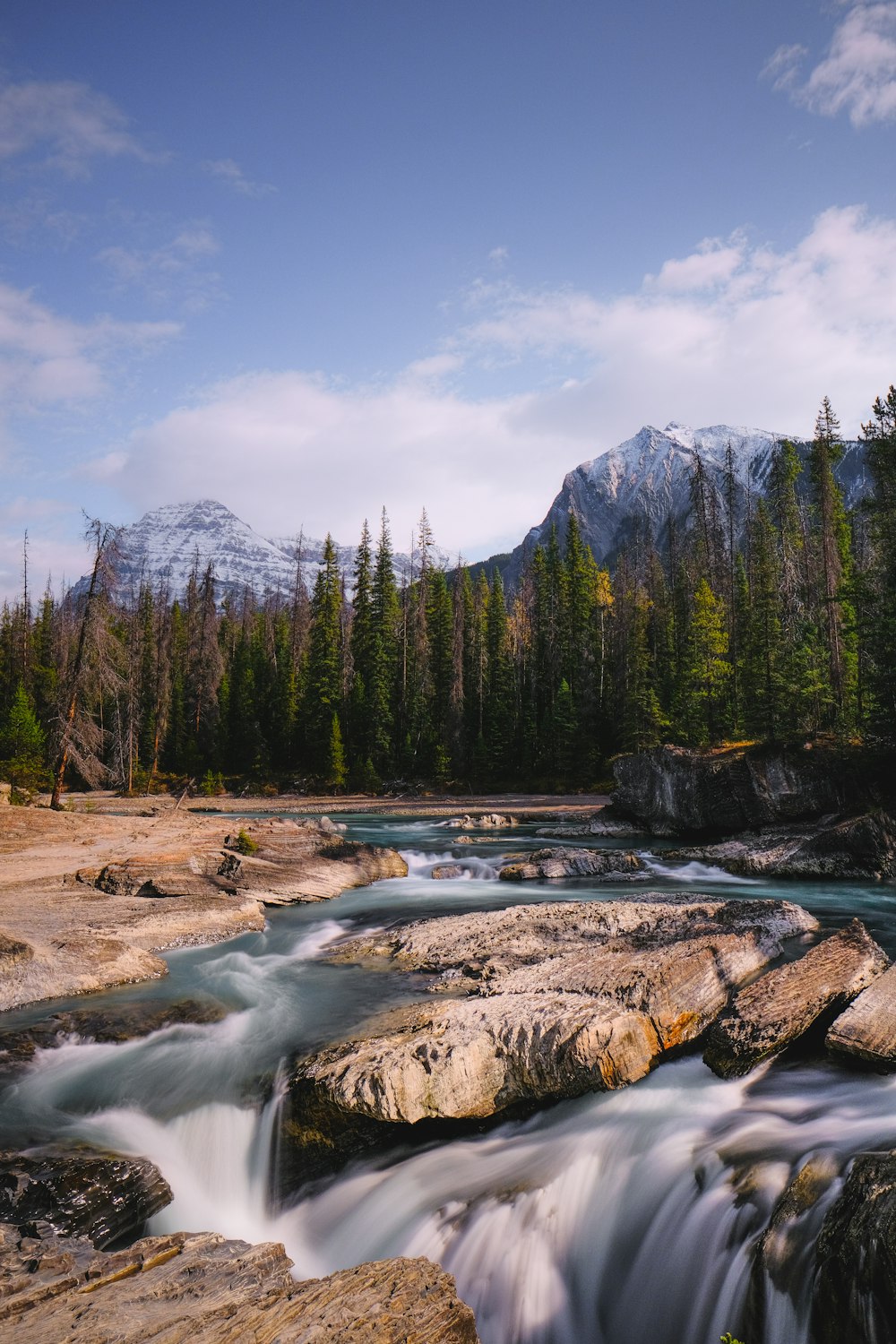 green pine trees near river during daytime