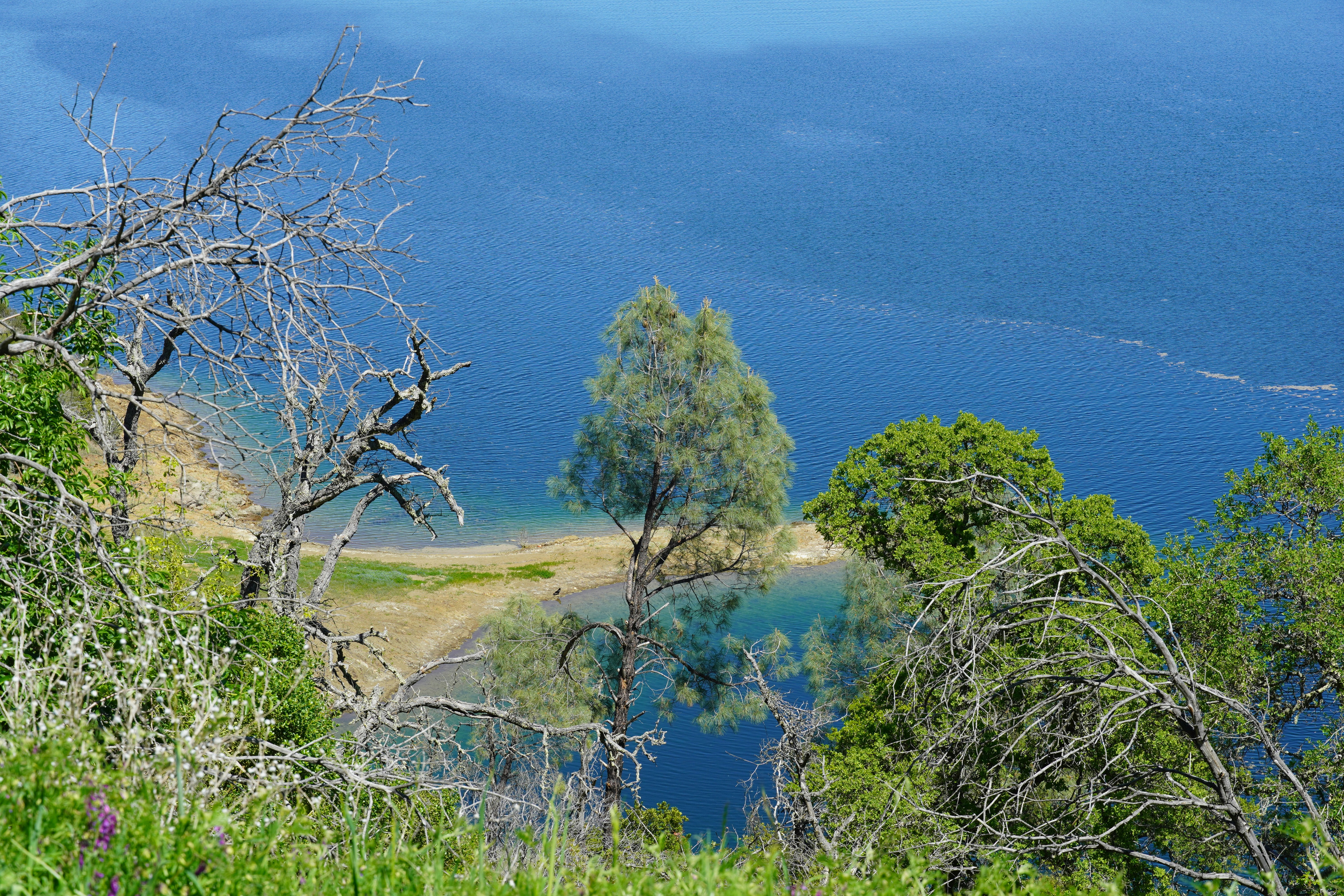 green trees near blue sea under blue sky during daytime