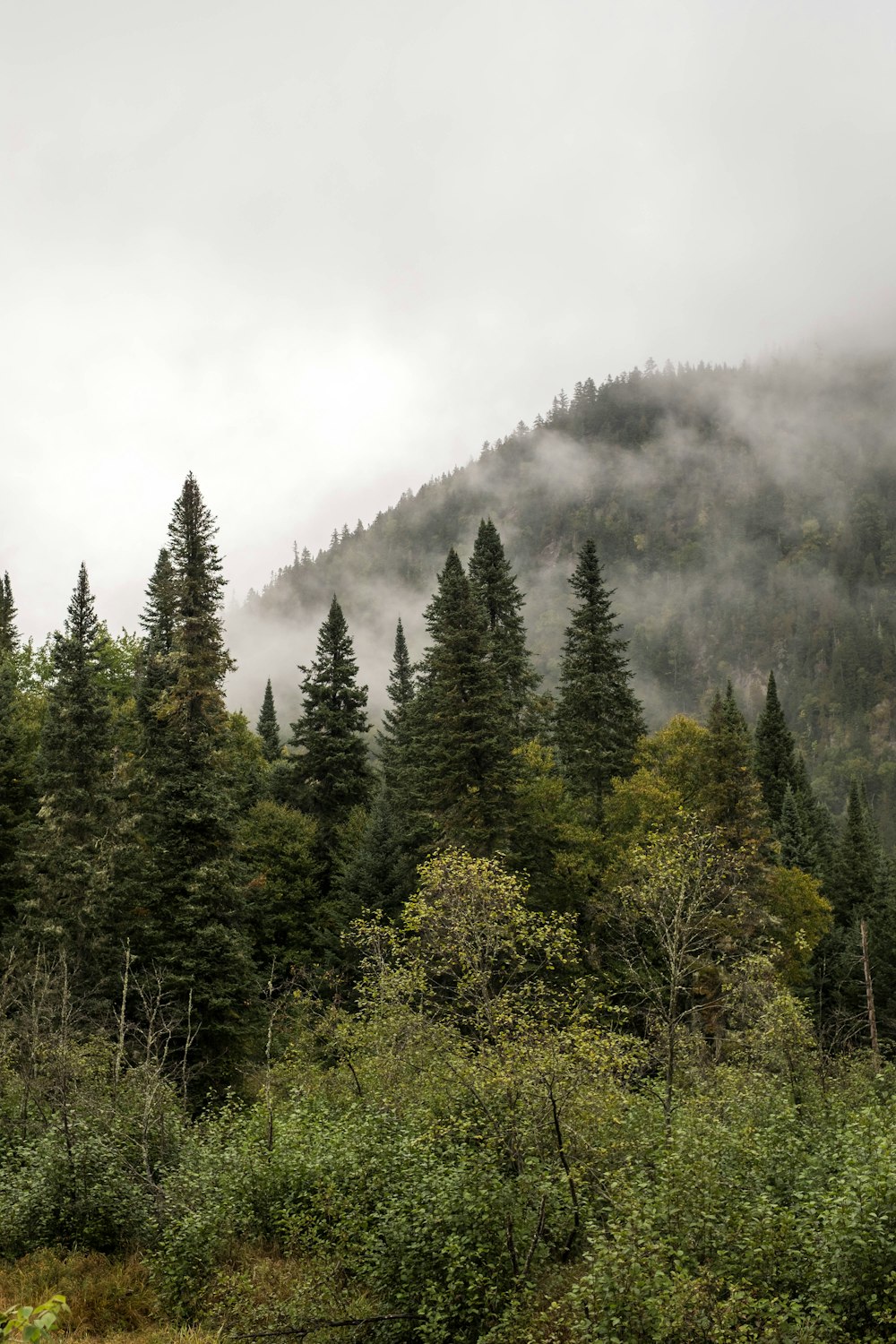 arbres verts sous le ciel blanc pendant la journée