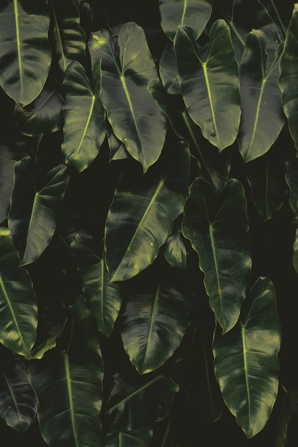 green leaves in close up photography