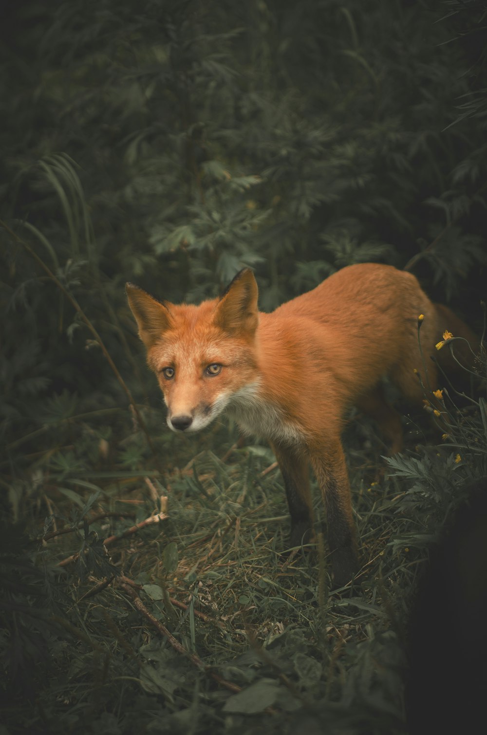 brown fox on green grass during daytime