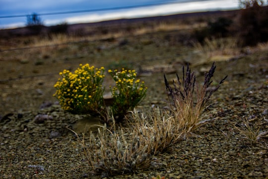 yellow flowers on brown soil in Northern Cape South Africa