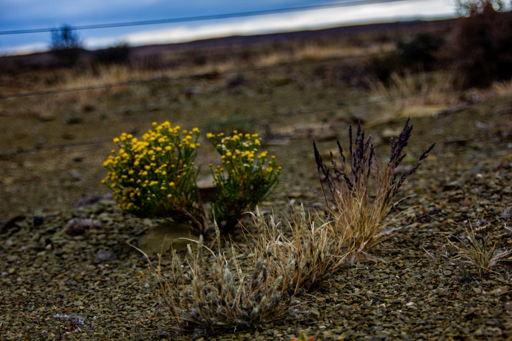 yellow flowers on brown soil