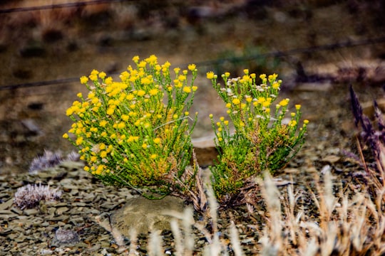 yellow flowers on brown soil in Northern Cape South Africa