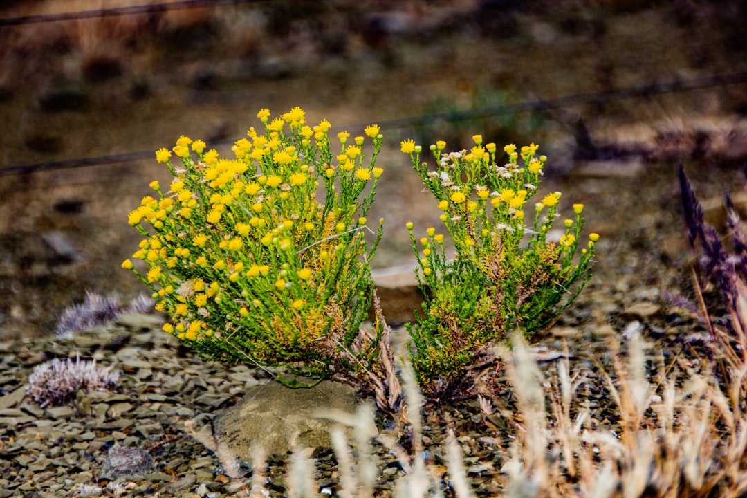 Tundra photo spot Northern Cape South Africa