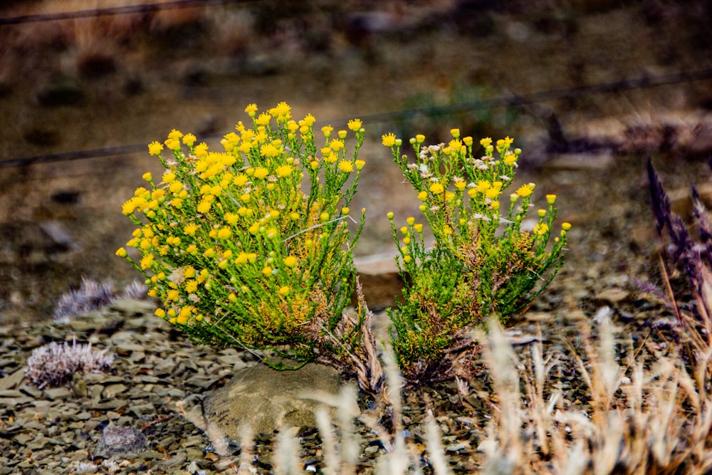 yellow flowers on brown soil