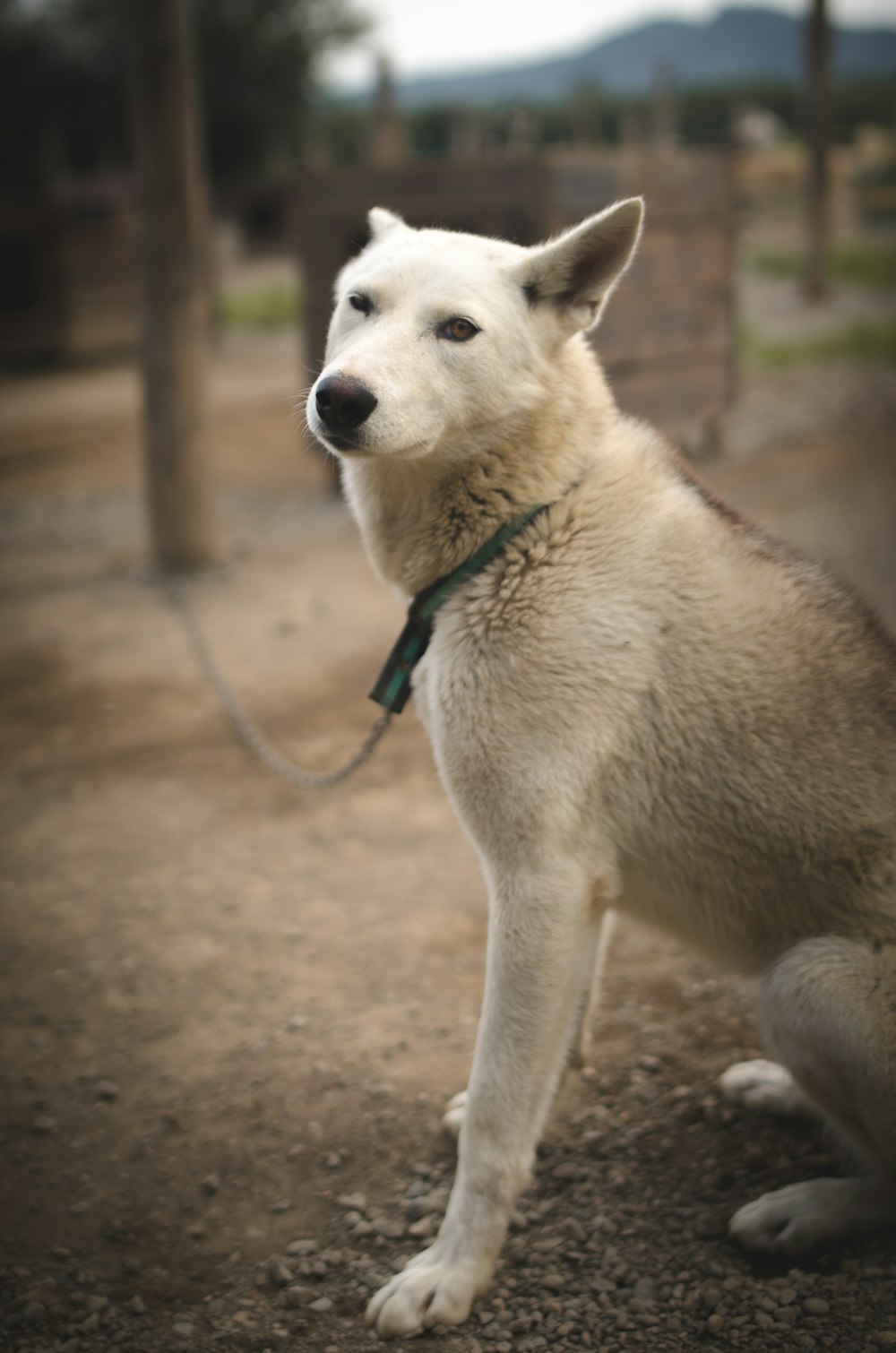 white short coated dog with blue leash