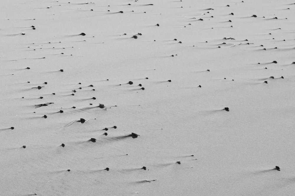 black and white bird on white sand during daytime