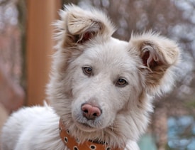 A fluffy white dog with perky ears and a spotted pink nose, wearing a brown collar with circular patterns.