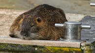 A large brown rodent is resting on a wooden platform next to a metal cleat. The fur is dense and slightly wet, indicating a possible proximity to water. The rodent's eyes are partially closed, suggesting it is in a relaxed or sleepy state.