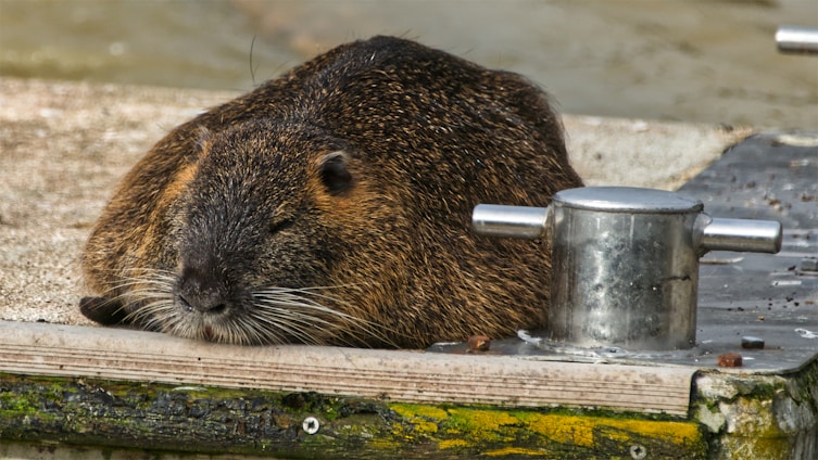 A large brown rodent is resting on a wooden platform next to a metal cleat. The fur is dense and slightly wet, indicating a possible proximity to water. The rodent's eyes are partially closed, suggesting it is in a relaxed or sleepy state.