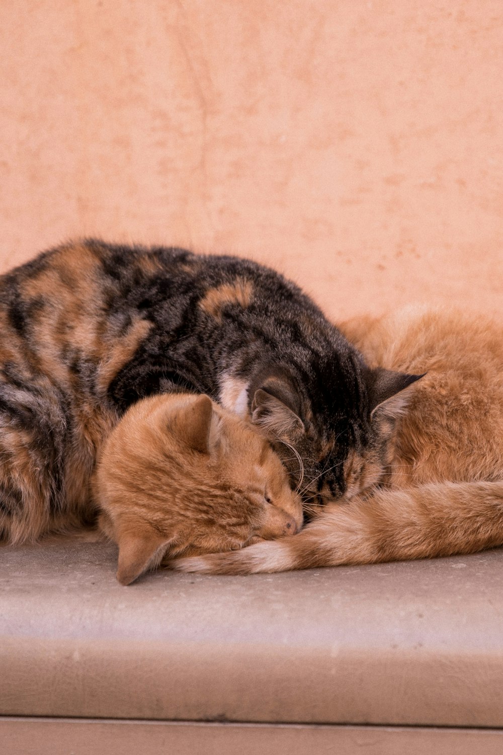 brown tabby cat lying on floor