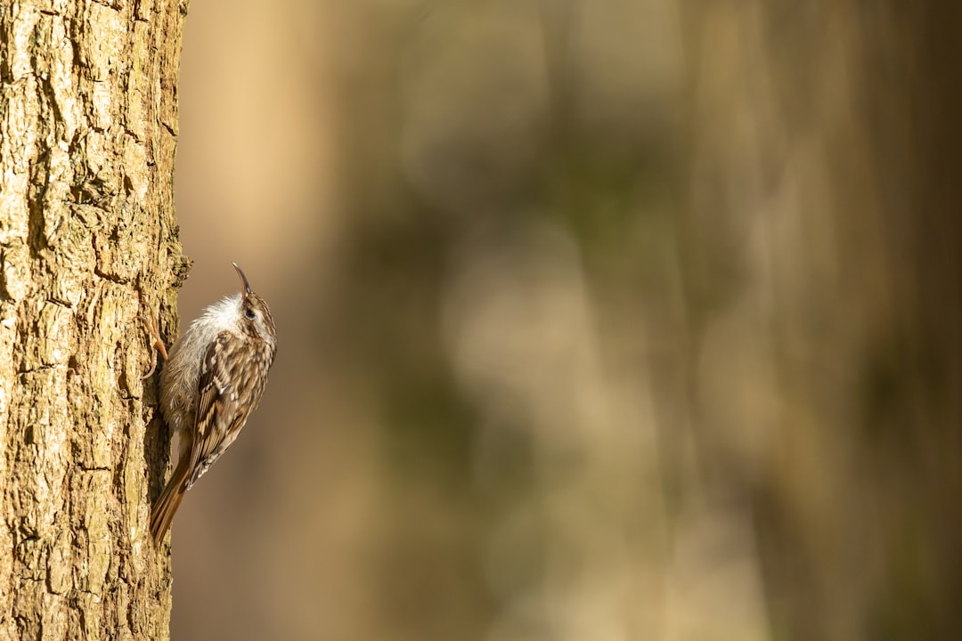 brown and white bird on brown tree branch