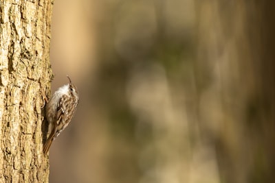 brown and white bird on brown tree branch