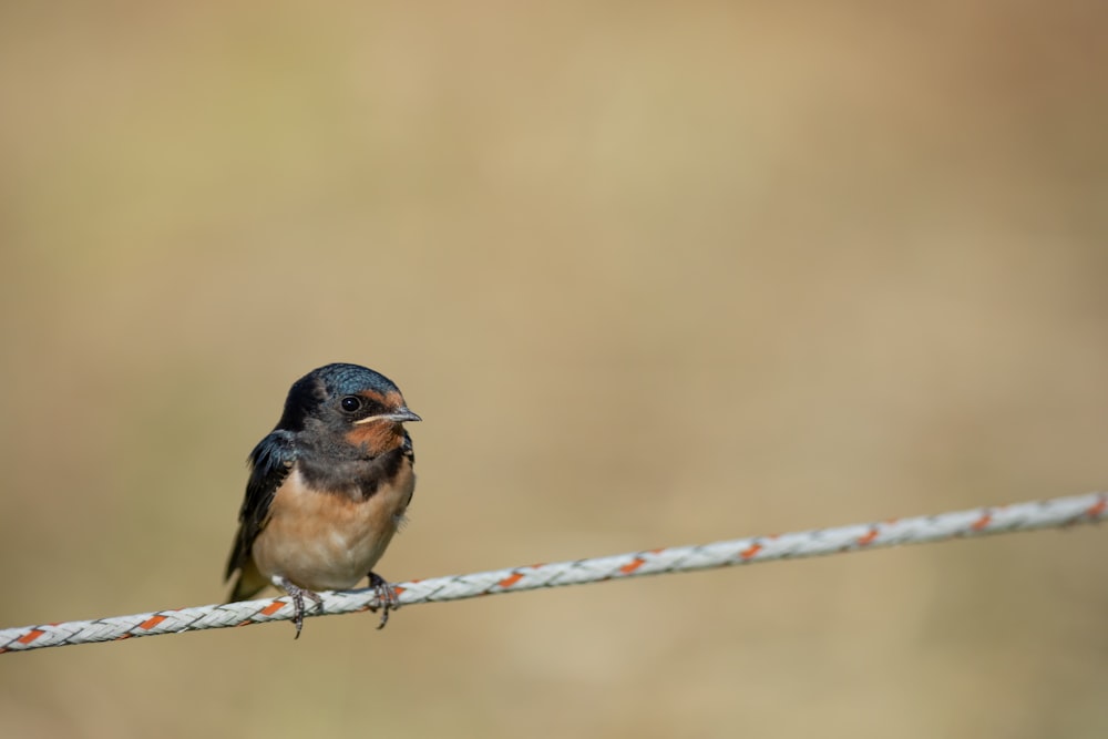 pássaro marrom e azul na vara de madeira marrom durante o dia