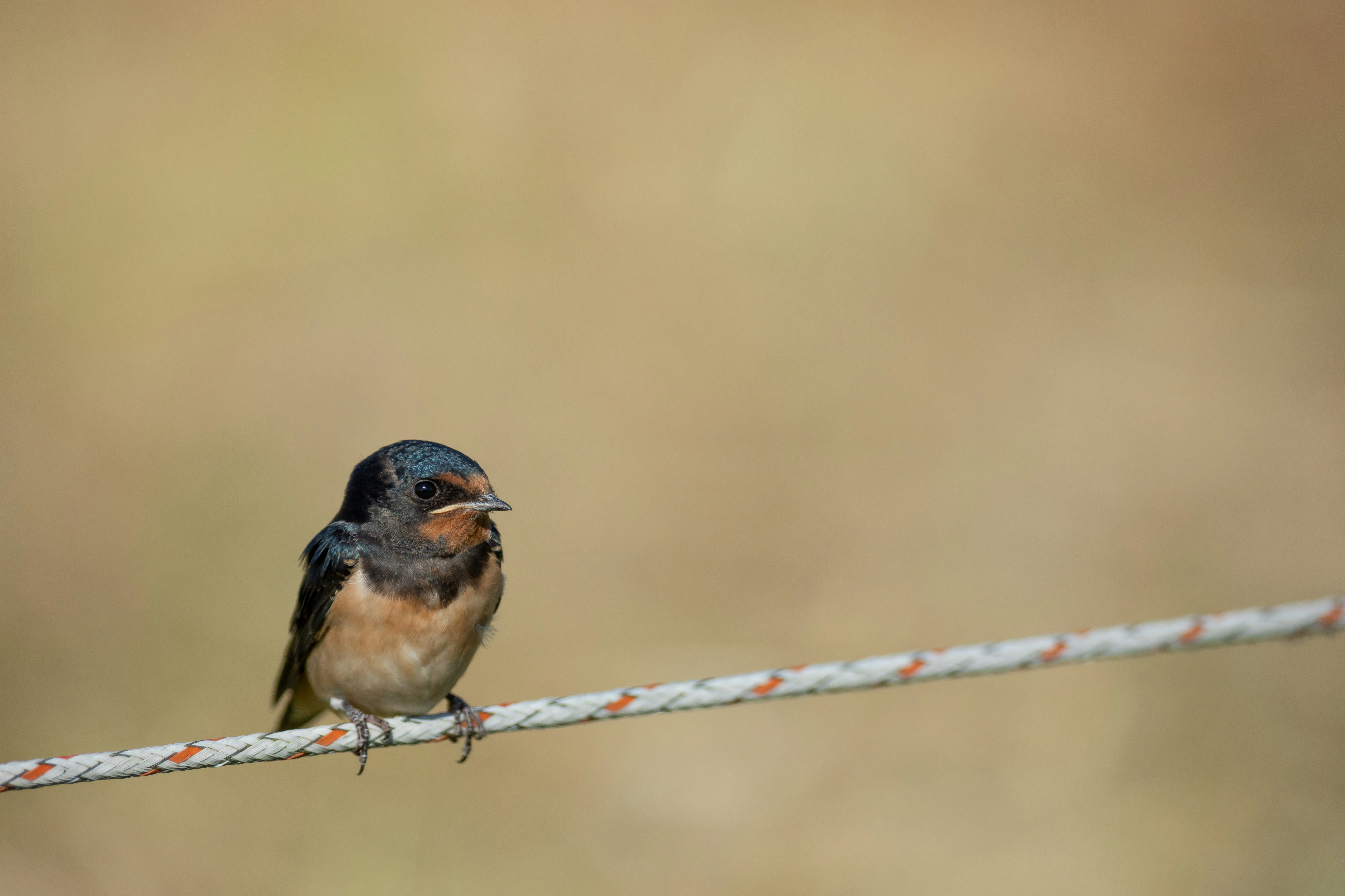 brown and blue bird on brown wooden stick during daytime