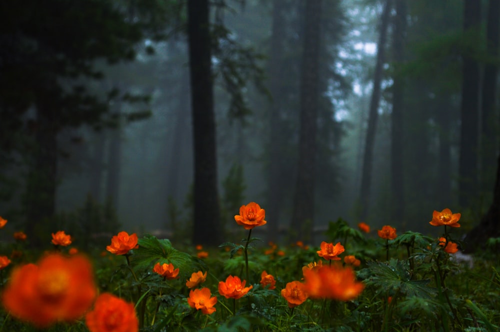 orange flowers in tilt shift lens