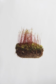A clump of soil with green moss and tall, thin red plant stems protruding from it. The background is a plain white, creating a clean and minimalist aesthetic.