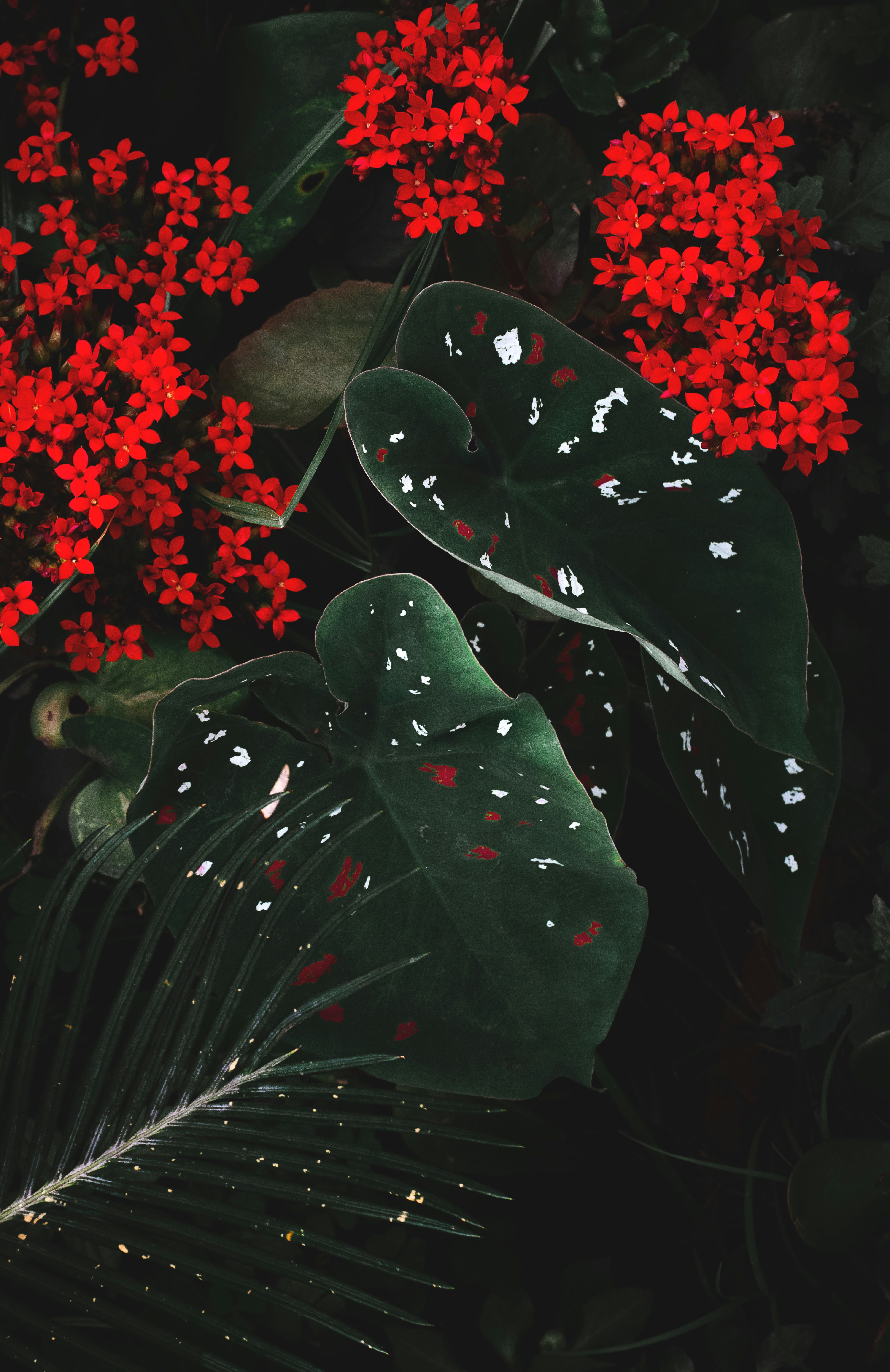 red flowers with green leaves