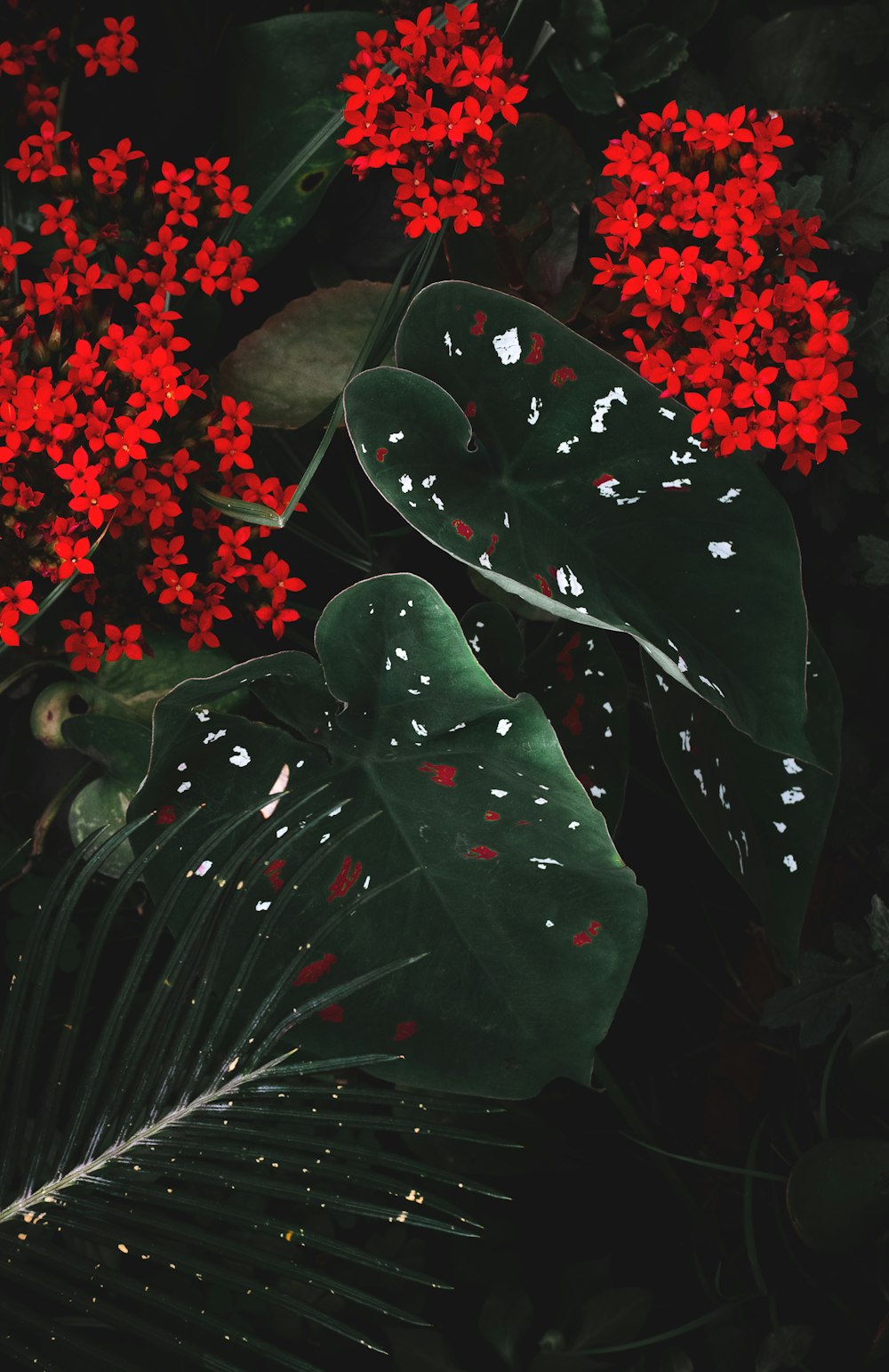 red flowers with green leaves
