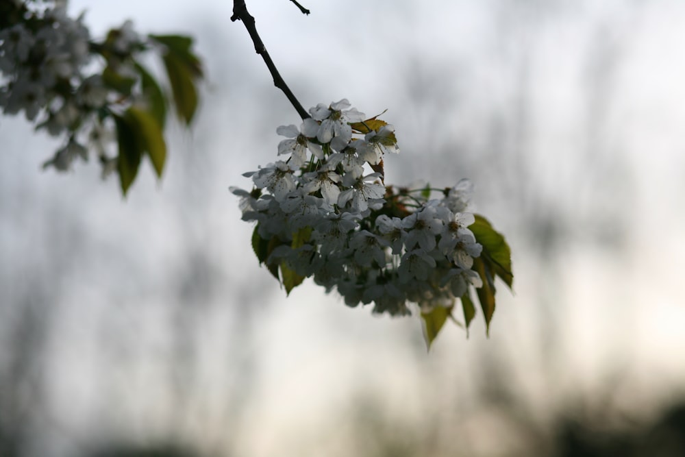 white and purple flower in tilt shift lens