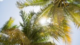 Sunlight filtering through lush palm trees at Bestcare Motels' garden lounge.