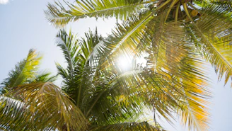 Sunlight filtering through palm trees onto a cozy beachside guesthouse porch.