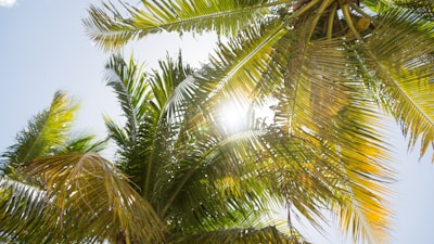 Sunlight filtering through lush green palm trees surrounding the temple grounds at dawn.