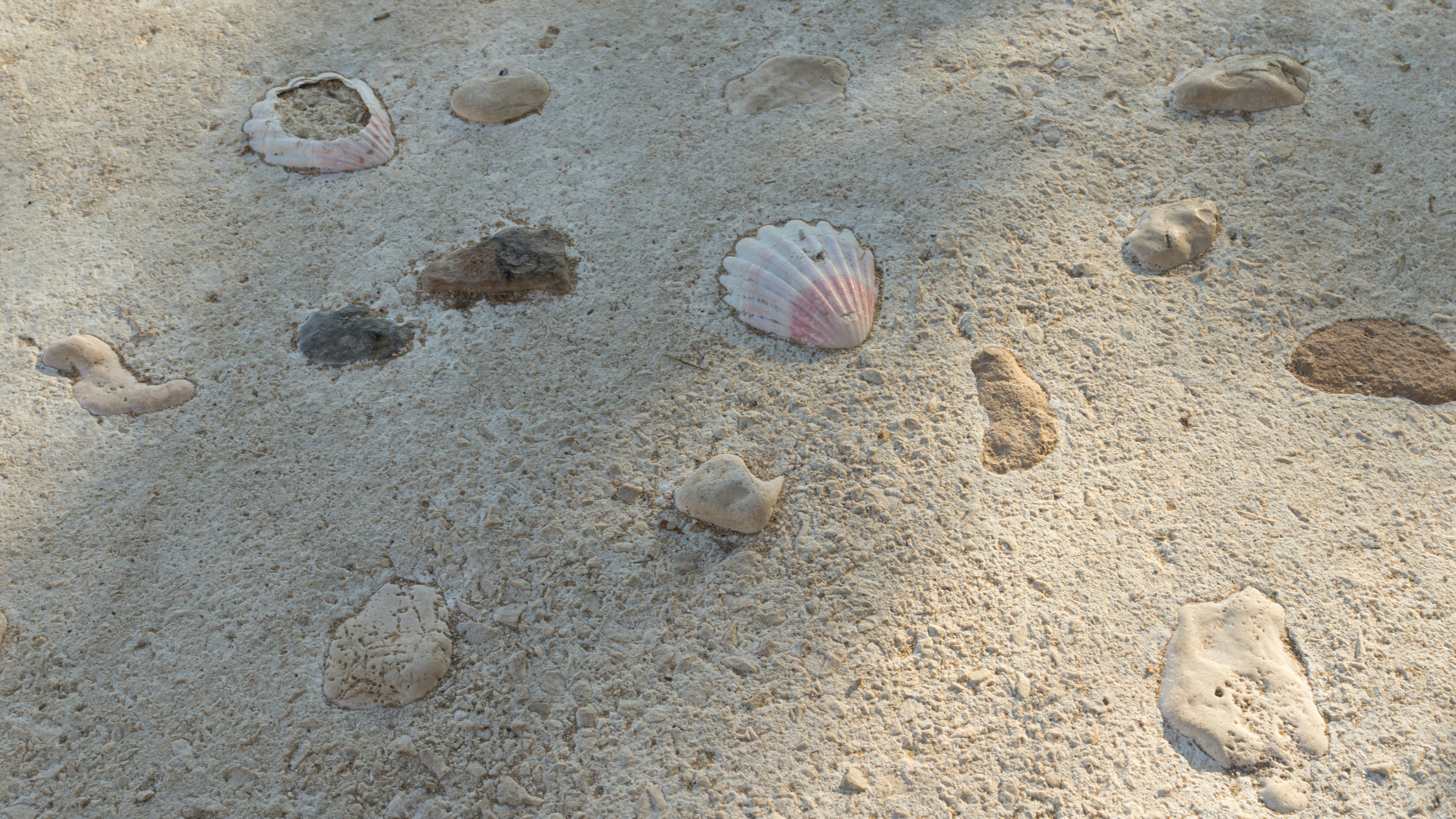 white and pink seashell on white sand