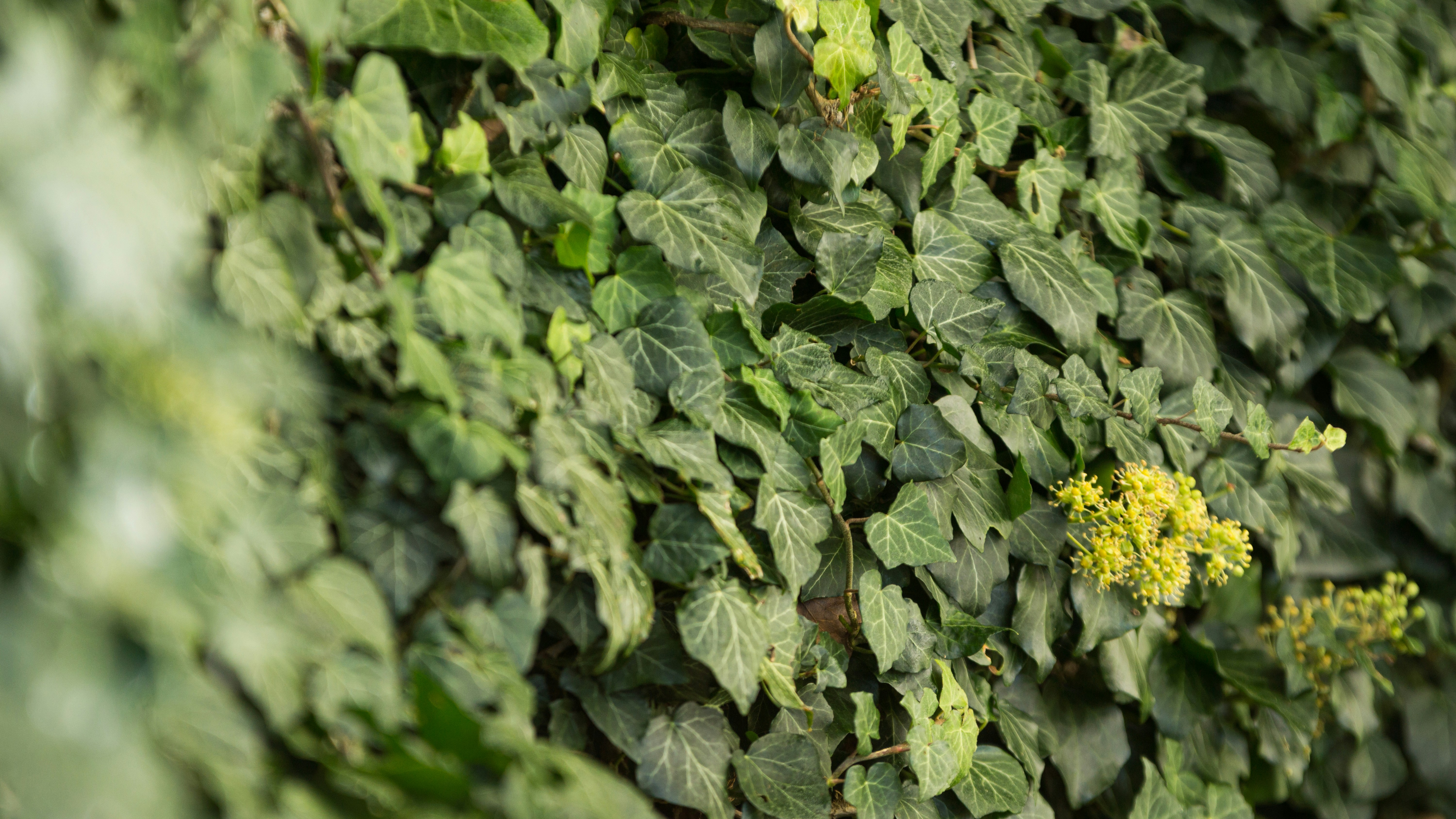green and yellow plant during daytime