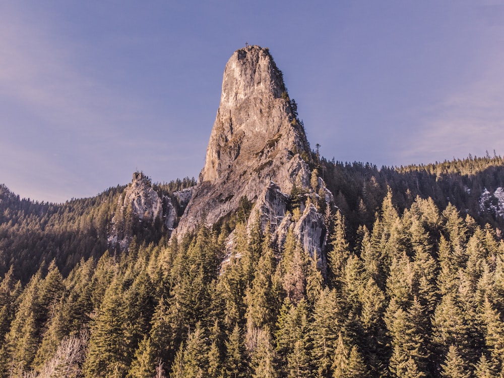 brown and green trees near brown mountain under blue sky during daytime